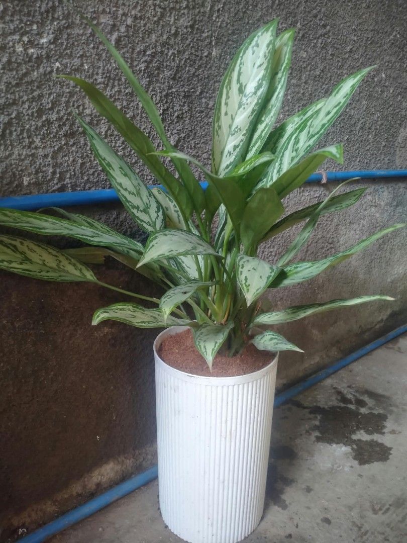 Lucky Indoor plants (Category: Gardening Tools & Ornaments) located in Quezon City. Submitted by cjpadilla (Listing ID 1463998194, Image 1). Description: .
