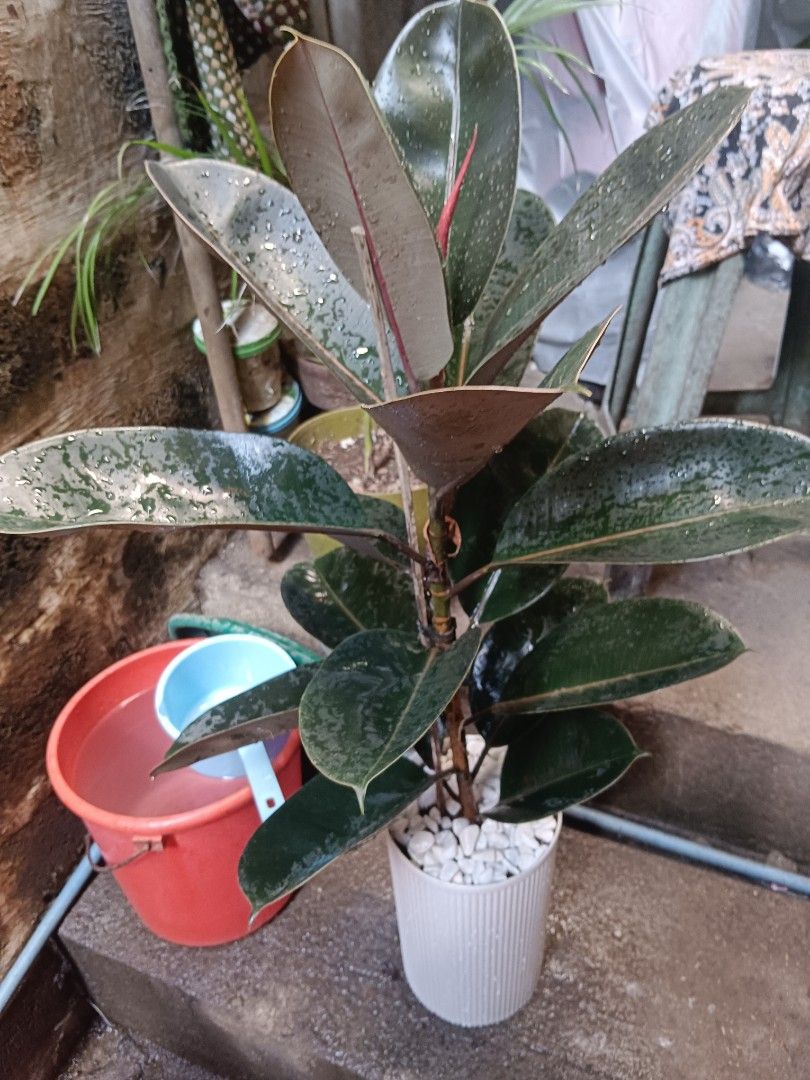 Lucky Indoor plants (Category: Gardening Tools & Ornaments) located in Quezon City. Submitted by cjpadilla (Listing ID 1463998194, Image 2). Description: .
