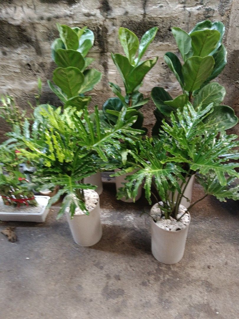 Lucky Indoor plants (Category: Gardening Tools & Ornaments) located in Quezon City. Submitted by cjpadilla (Listing ID 1463998194, Image 3). Description: .