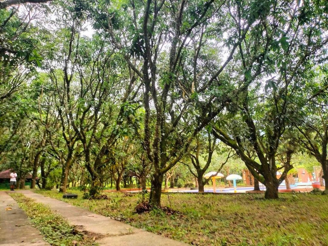 Lush Mango Tree Grove - Picturesque Pathway (Category: Lot) located in Manila. Submitted by vinnette0119 (Listing ID 1463940502, Image 2). Description: - Serene pathway lined with mature mango trees. - Offers a tranquil and natural ambiance. - Ideal for a peaceful retreat or scenic backdrop. - Trees are full of leaves, indicating a healthy environment. - Enjoy ample shade and natural beauty. - Great for relaxation and nature enjoyment..