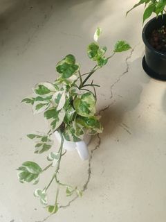 (Category: ) located in . Submitted by plantsetc (Listing ID 1463945376, Image 1). Description: .