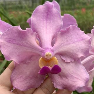 (Category: ) located in . Submitted by paradisefound (Listing ID 1463981471, Image 1). Description: .