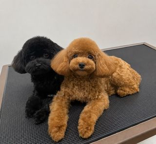 *Scruffy ➝ Fluffy ✂️ Grooming at Lavender St 🐾* Collection item 1