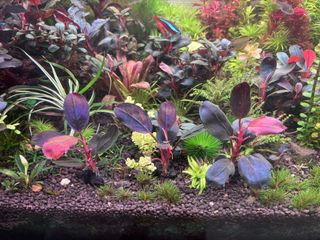 (Category: ) located in . Submitted by tohqy (Listing ID 1464034496, Image 1). Description: .