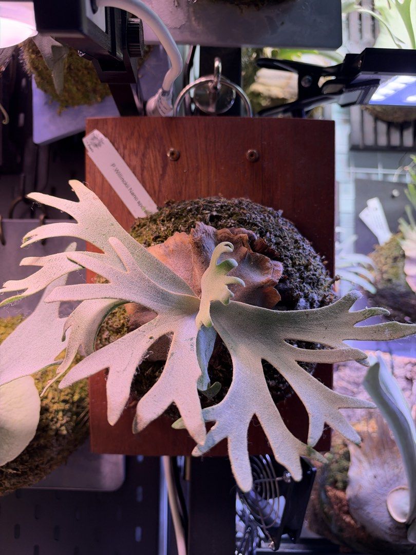 台灣SA 牌侏儒鹿角蕨”NANO” P. Willinckii Nano Spore Platycerium