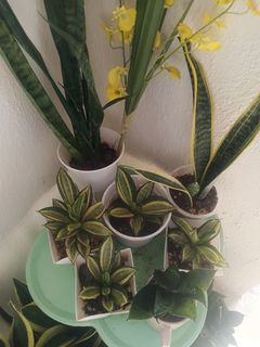 (Category: ) located in . Submitted by plantsetc (Listing ID 1463944825, Image 1). Description: .