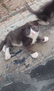 (Kategori: ) berada di . Dikirim oleh tikaaa17 (ID iklan 1464043855, Gambar 1). Deskripsi: .