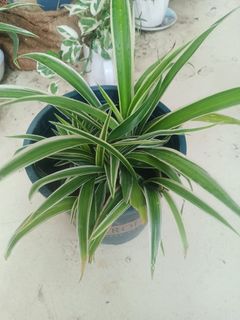 (Category: ) located in . Submitted by plantsetc (Listing ID 1463946312, Image 1). Description: .