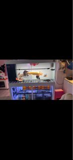 (Category: ) located in . Submitted by eraserr (Listing ID 1464210528, Image 1). Description: .