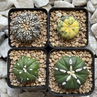 (Category: ) located in . Submitted by aster_garden (Listing ID 1464282362, Image 1). Description: .