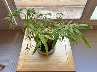 （分類：）位於 。 由 parttime_cleaner 提交（商品編號 1464215039，圖片 1）。簡介： 。