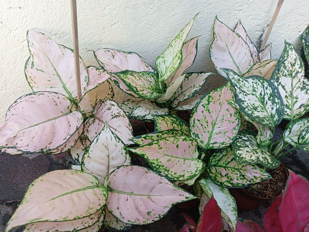 AGLAONEM PLANTS BABY PINK (Category: Plants & Seeds) located in Paranaque City. Submitted by kimmy.tungay (Listing ID 1464283688, Image 2). Description: AGLAONEMA PLANTS MOP:COD/GCASH/BANK TRANSFER/gotyme LOCATION:NEAR LTO TAGUIG/ARCA SOUTH pag taga ups 2 san martin de porres paranaque ka free delivery.