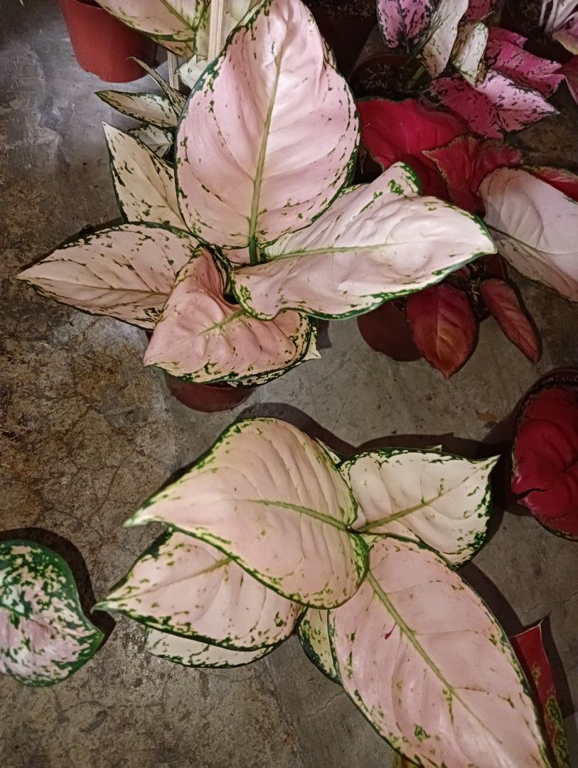 AGLAONEM PLANTS BABY PINK (Category: Plants & Seeds) located in Paranaque City. Submitted by kimmy.tungay (Listing ID 1464283688, Image 3). Description: AGLAONEMA PLANTS MOP:COD/GCASH/BANK TRANSFER/gotyme LOCATION:NEAR LTO TAGUIG/ARCA SOUTH pag taga ups 2 san martin de porres paranaque ka free delivery.