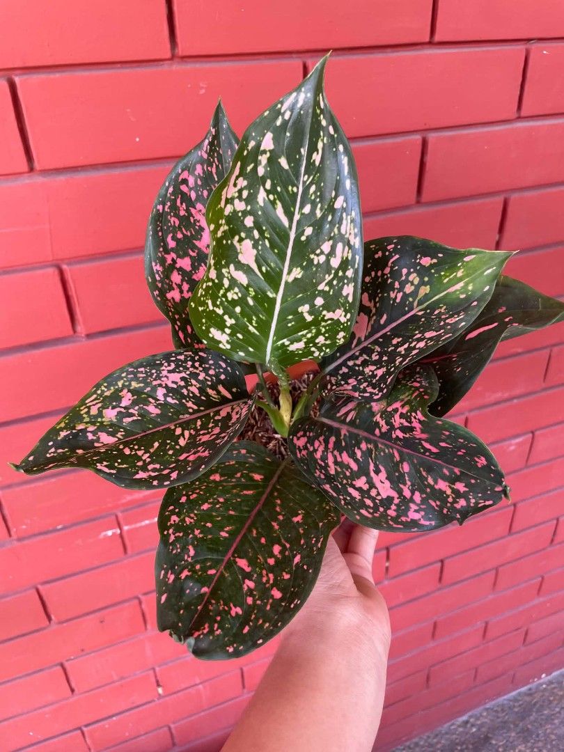 AGLAONEM PLANTS DALMATIAN (Category: Plants & Seeds) located in Paranaque City. Submitted by kimmy.tungay (Listing ID 1464284803, Image 1). Description: AGLAONEMA PLANTS MOP:COD/GCASH/BANK TRANSFER/gotyme LOCATION:NEAR LTO TAGUIG/ARCA SOUTH pag taga ups 2 san martin de porres paranaque ka free delivery.
