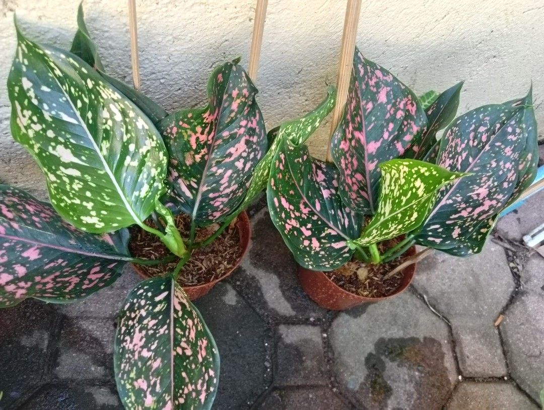 AGLAONEM PLANTS DALMATIAN (Category: Plants & Seeds) located in Paranaque City. Submitted by kimmy.tungay (Listing ID 1464284803, Image 2). Description: AGLAONEMA PLANTS MOP:COD/GCASH/BANK TRANSFER/gotyme LOCATION:NEAR LTO TAGUIG/ARCA SOUTH pag taga ups 2 san martin de porres paranaque ka free delivery.
