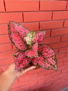 (Category: ) located in . Submitted by kimmy.tungay (Listing ID 1464282176, Image 1). Description: .