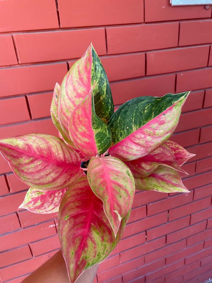 AGLAONEM PLANTS RED MELODY (Category: Plants & Seeds) located in Paranaque City. Submitted by kimmy.tungay (Listing ID 1464283429, Image 1). Description: AGLAONEMA PLANTS MOP:COD/GCASH/BANK TRANSFER/gotyme LOCATION:NEAR LTO TAGUIG/ARCA SOUTH pag taga ups 2 san martin de porres paranaque ka free delivery.