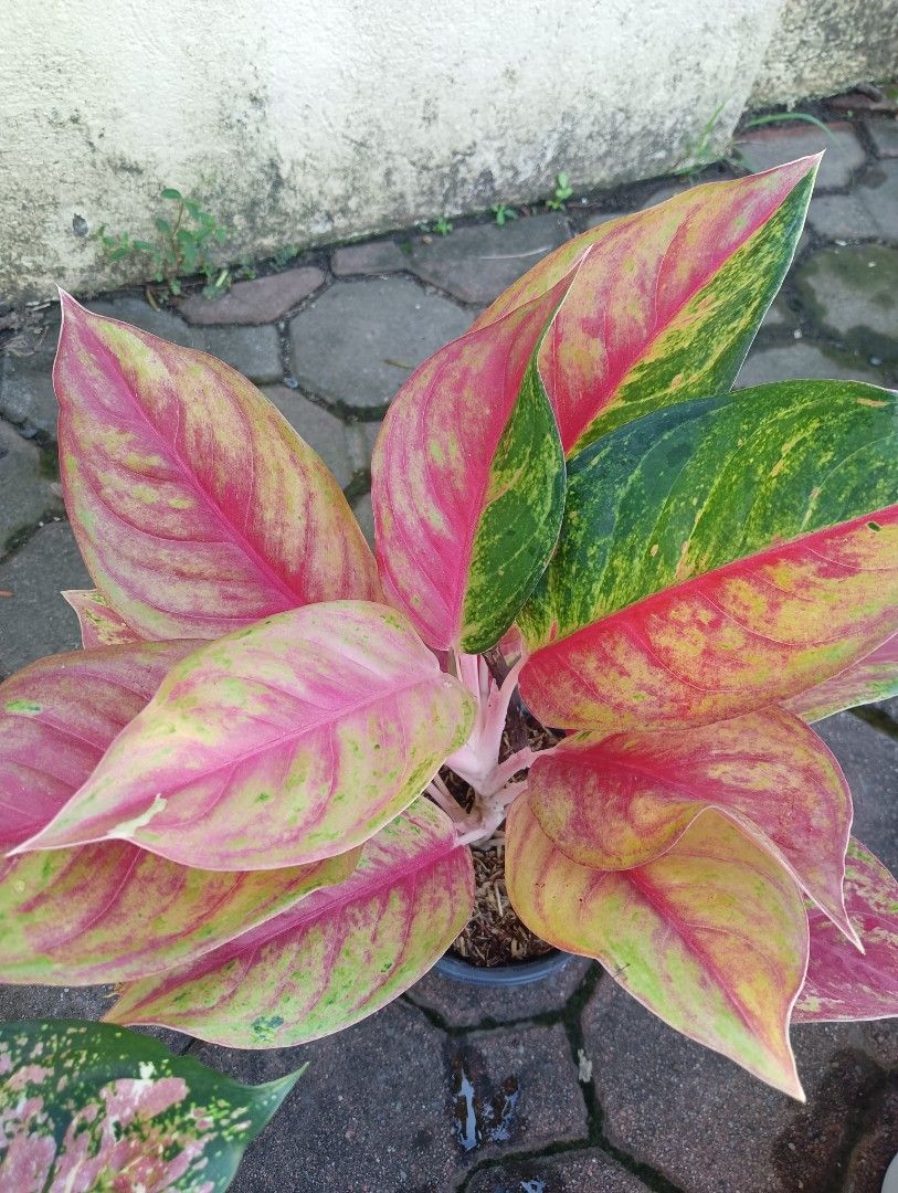 AGLAONEM PLANTS RED MELODY (Category: Plants & Seeds) located in Paranaque City. Submitted by kimmy.tungay (Listing ID 1464283429, Image 2). Description: AGLAONEMA PLANTS MOP:COD/GCASH/BANK TRANSFER/gotyme LOCATION:NEAR LTO TAGUIG/ARCA SOUTH pag taga ups 2 san martin de porres paranaque ka free delivery.