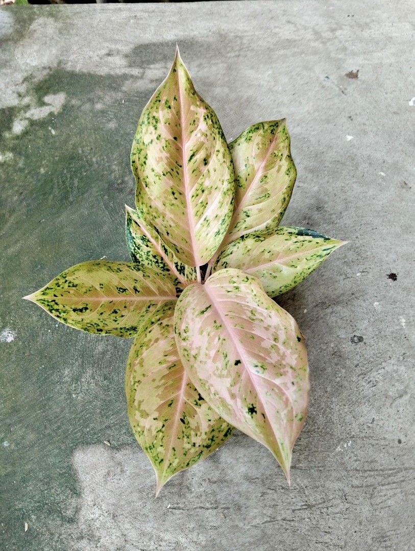 Aglaonema Orange Goldstar (Category: Plants & Seeds) located in Cagayan de Oro. Submitted by rochellejandcgarden06684 (Listing ID 1464210358, Image 1). Description: Aglaonema Orange Goldstar ✅500 Locally grown, own propagation. Location: Canitoan CDO City Pick up, Maxim, J&T Express.
