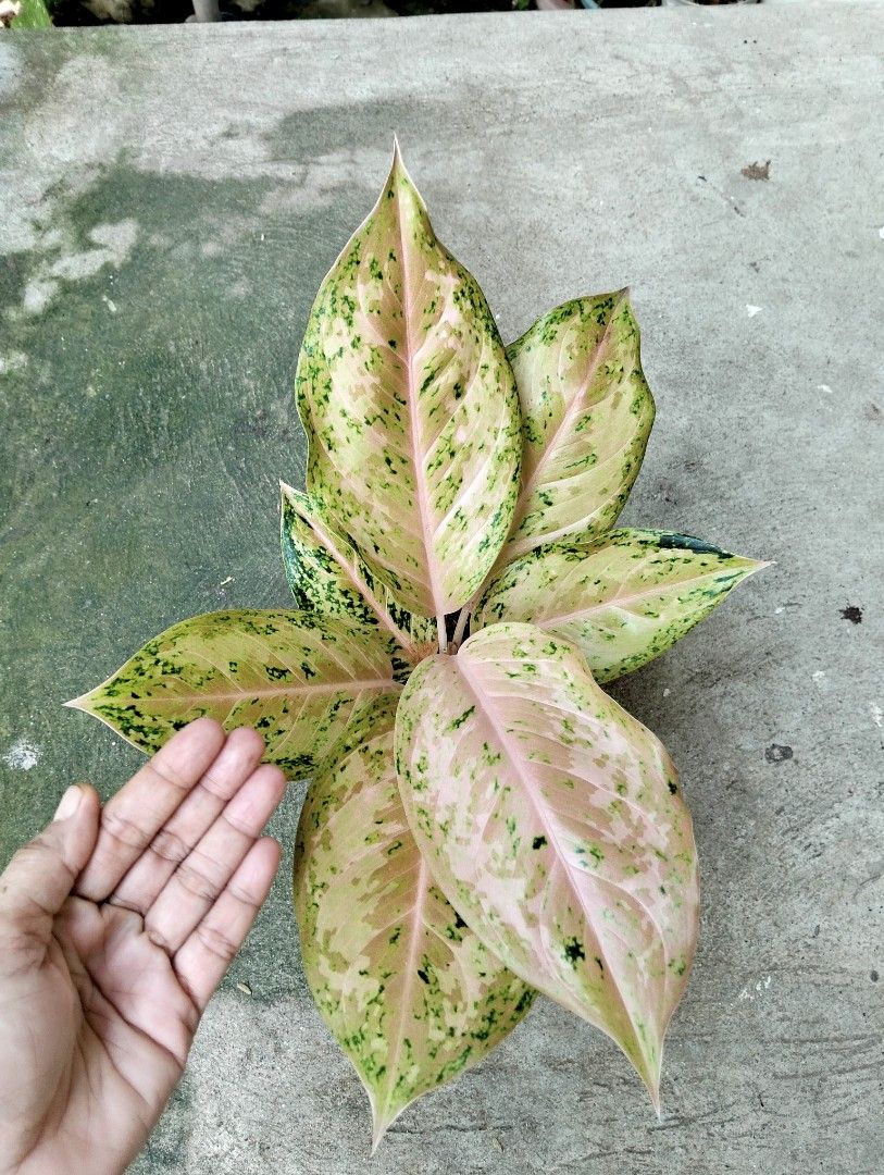 Aglaonema Orange Goldstar (Category: Plants & Seeds) located in Cagayan de Oro. Submitted by rochellejandcgarden06684 (Listing ID 1464210358, Image 2). Description: Aglaonema Orange Goldstar ✅500 Locally grown, own propagation. Location: Canitoan CDO City Pick up, Maxim, J&T Express.