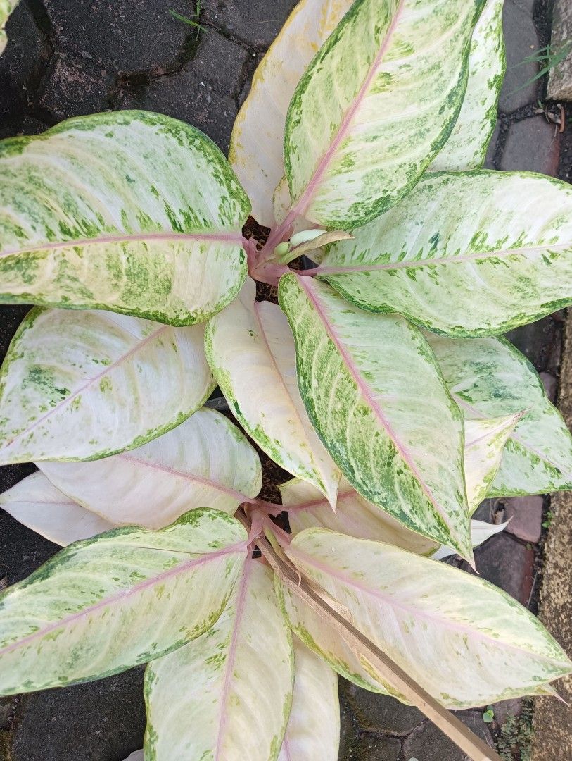 AGLAONEMA PLANTS FROZEN (Category: Plants & Seeds) located in Paranaque City. Submitted by kimmy.tungay (Listing ID 1464283228, Image 2). Description: AGLAONEMA PLANTS MOP:COD/GCASH/BANK TRANSFER/gotyme LOCATION:NEAR LTO TAGUIG/ARCA SOUTH pag taga ups 2 san martin de porres paranaque ka free delivery.