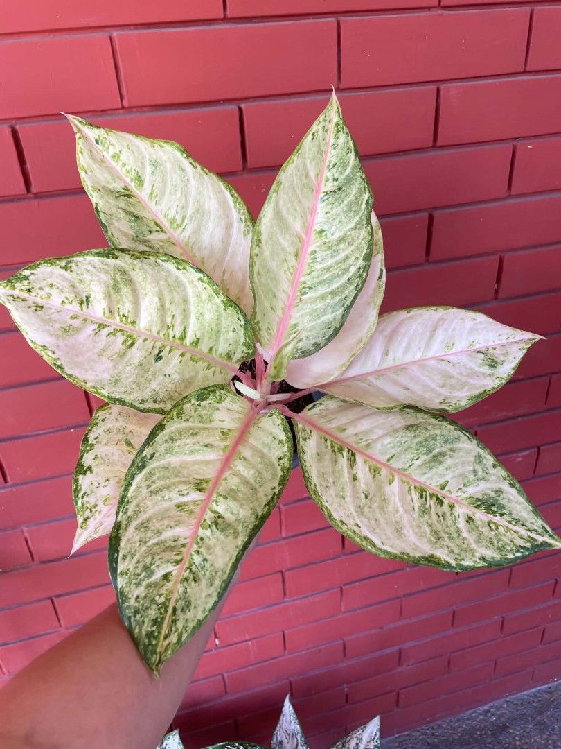 AGLAONEMA PLANTS FROZEN (Category: Plants & Seeds) located in Paranaque City. Submitted by kimmy.tungay (Listing ID 1464283228, Image 1). Description: AGLAONEMA PLANTS MOP:COD/GCASH/BANK TRANSFER/gotyme LOCATION:NEAR LTO TAGUIG/ARCA SOUTH pag taga ups 2 san martin de porres paranaque ka free delivery.