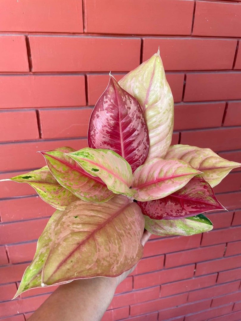 AGLAONEMA PLANTS LOD (Category: Plants & Seeds) located in Paranaque City. Submitted by kimmy.tungay (Listing ID 1464282905, Image 1). Description: AGLAONEMA PLANTS MOP:COD/GCASH/BANK TRANSFER/gotyme LOCATION:NEAR LTO TAGUIG/ARCA SOUTH pag taga ups 2 san martin de porres paranaque ka free delivery.