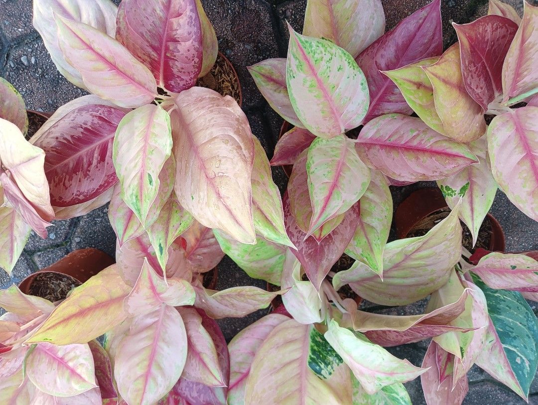 AGLAONEMA PLANTS LOD (Category: Plants & Seeds) located in Paranaque City. Submitted by kimmy.tungay (Listing ID 1464282905, Image 2). Description: AGLAONEMA PLANTS MOP:COD/GCASH/BANK TRANSFER/gotyme LOCATION:NEAR LTO TAGUIG/ARCA SOUTH pag taga ups 2 san martin de porres paranaque ka free delivery.