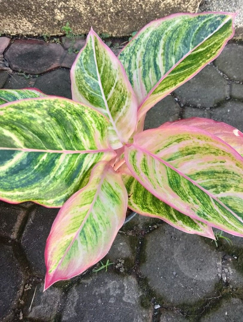 AGLAONEMA PLANTS PINKY PIE (Category: Plants & Seeds) located in Paranaque City. Submitted by kimmy.tungay (Listing ID 1464282663, Image 2). Description: AGLAONEMA PLANTS MOP:COD/GCASH/BANK TRANSFER/gotyme LOCATION:NEAR LTO TAGUIG/ARCA SOUTH pag taga ups 2 san martin de porres paranaque ka free delivery.