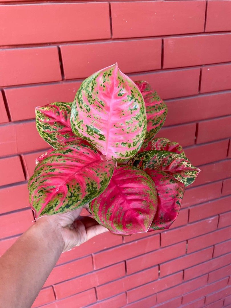 AGLAONEMA PLANTS SOMBAT (Category: Plants & Seeds) located in Paranaque City. Submitted by kimmy.tungay (Listing ID 1464281149, Image 1). Description: AGLAONEMA PLANTS MOP:COD/GCASH/BANK TRANSFER/gotyme LOCATION:NEAR LTO TAGUIG/ARCA SOUTH pag taga ups 2 san martin de porres paranaque ka free delivery.