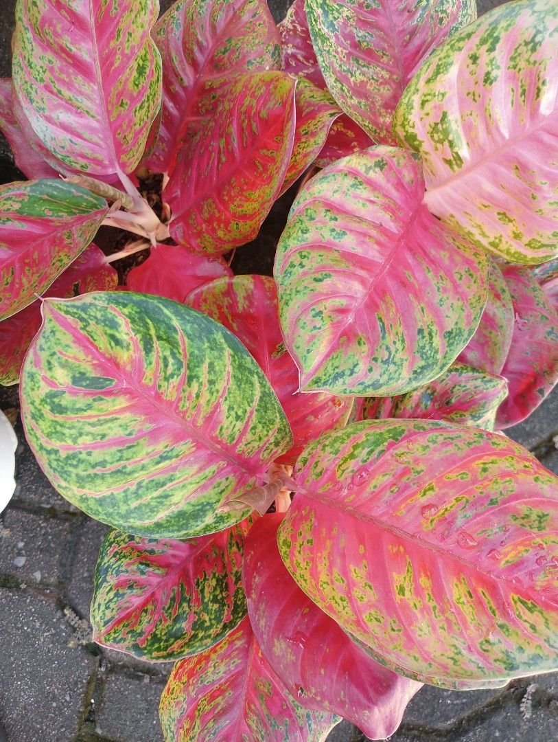 AGLAONEMA PLANTS SOMBAT (Category: Plants & Seeds) located in Paranaque City. Submitted by kimmy.tungay (Listing ID 1464281149, Image 2). Description: AGLAONEMA PLANTS MOP:COD/GCASH/BANK TRANSFER/gotyme LOCATION:NEAR LTO TAGUIG/ARCA SOUTH pag taga ups 2 san martin de porres paranaque ka free delivery.