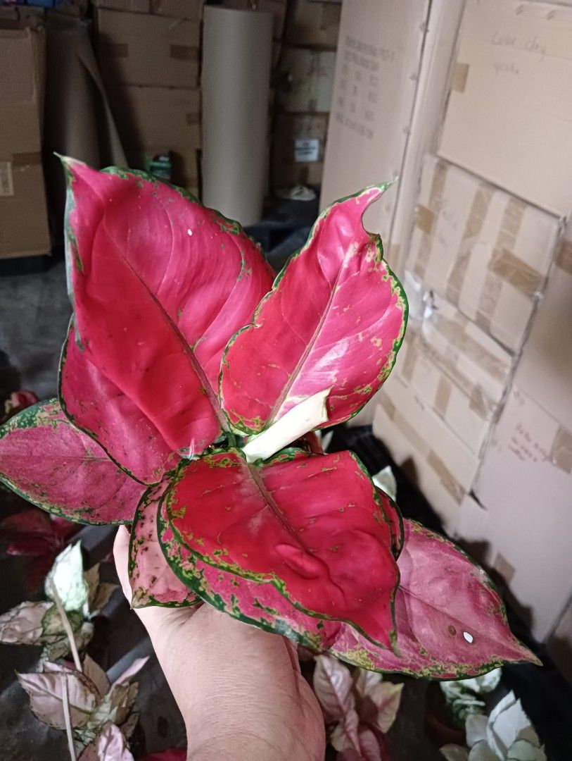 AGLAONEMA PLANTS SUPER RED (Category: Plants & Seeds) located in Paranaque City. Submitted by kimmy.tungay (Listing ID 1464283993, Image 3). Description: AGLAONEMA PLANTS MOP:COD/GCASH/BANK TRANSFER/gotyme LOCATION:NEAR LTO TAGUIG/ARCA SOUTH pag taga ups 2 san martin de porres paranaque ka free delivery.