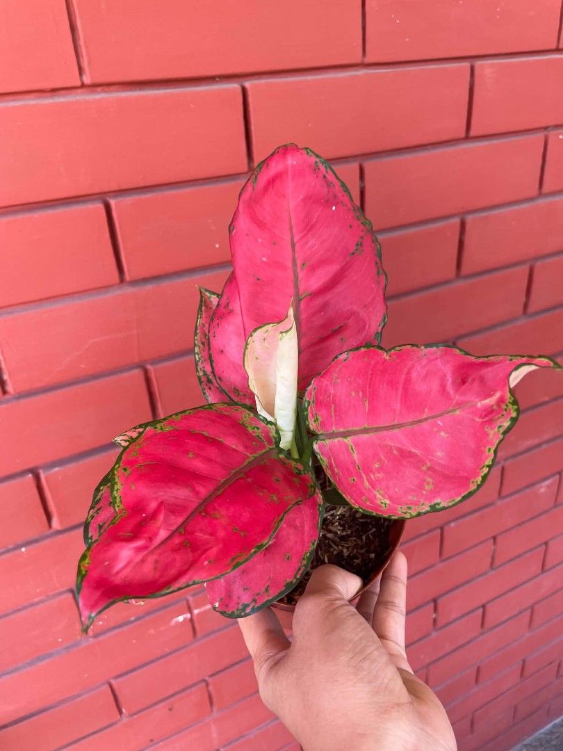AGLAONEMA PLANTS SUPER RED (Category: Plants & Seeds) located in Paranaque City. Submitted by kimmy.tungay (Listing ID 1464283993, Image 1). Description: AGLAONEMA PLANTS MOP:COD/GCASH/BANK TRANSFER/gotyme LOCATION:NEAR LTO TAGUIG/ARCA SOUTH pag taga ups 2 san martin de porres paranaque ka free delivery.