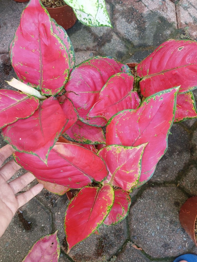 AGLAONEMA PLANTS SUPER RED (Category: Plants & Seeds) located in Paranaque City. Submitted by kimmy.tungay (Listing ID 1464283993, Image 2). Description: AGLAONEMA PLANTS MOP:COD/GCASH/BANK TRANSFER/gotyme LOCATION:NEAR LTO TAGUIG/ARCA SOUTH pag taga ups 2 san martin de porres paranaque ka free delivery.
