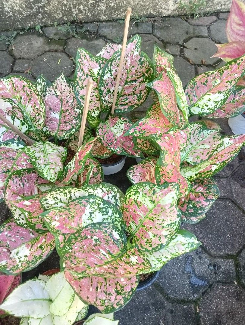 AGLAONEMA PLANTS TRICOLOR (Category: Plants & Seeds) located in Paranaque City. Submitted by kimmy.tungay (Listing ID 1464279604, Image 2). Description: Aglao tricolor mop:cod/gcash/bpi/gotyme location:near lto taguig/arca south taguig.