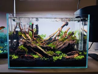 (Category: ) located in . Submitted by aquaphilic (Listing ID 1464234272, Image 1). Description: .