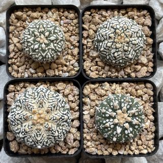 (Category: ) located in . Submitted by aster_garden (Listing ID 1464286381, Image 1). Description: .