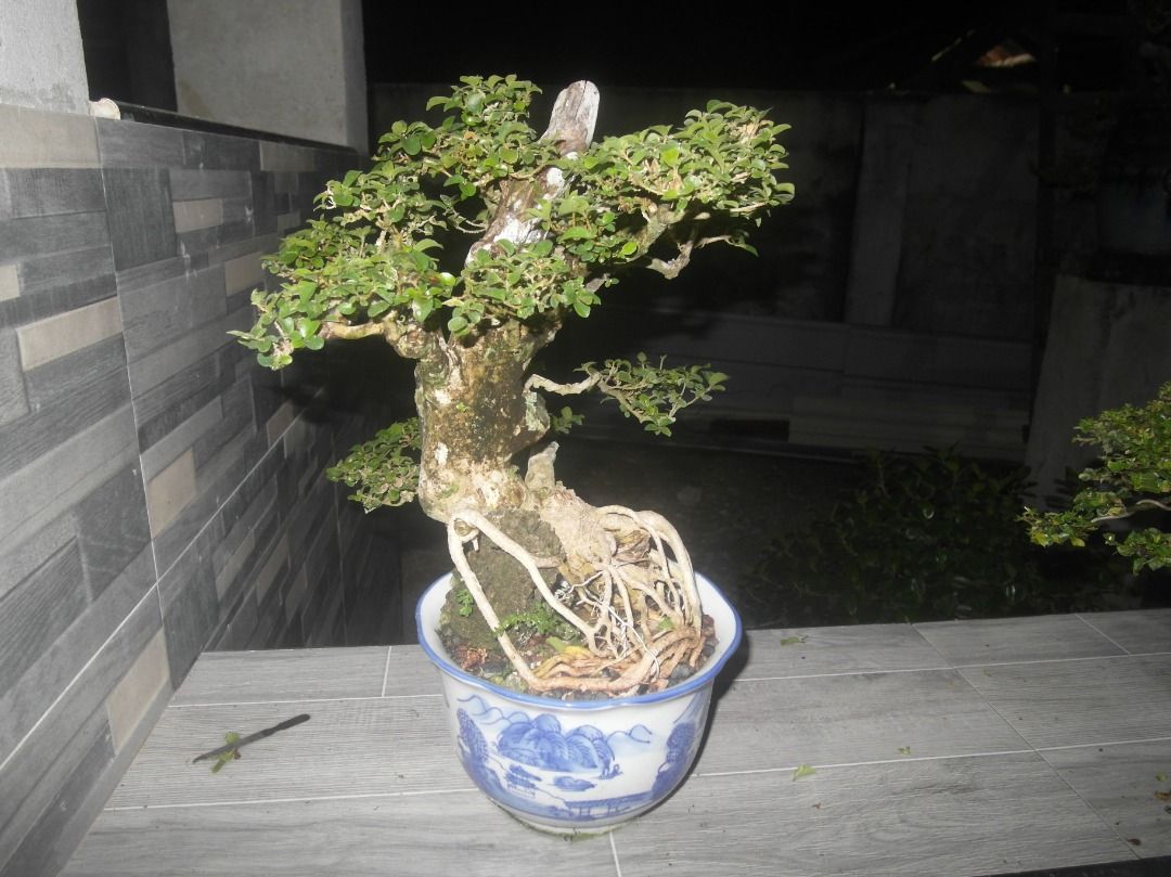 Beautiful Bonsai Tree in Decorative Pot (Category: Plants & Seeds) located in Caloocan City. Submitted by kalandrakaz-bonsai (Listing ID 1464161655, Image 1). Description: - Beautifully cultivated and styled bonsai tree. - Planted in a decorative ceramic pot with a blue and white pattern. - Features a sturdy trunk and well-formed branches. - Lush green foliage. - Perfect for home or garden display. - Ready to be showcased..
