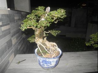 (Category: ) located in . Submitted by kalandrakaz-bonsai (Listing ID 1464161655, Image 1). Description: .