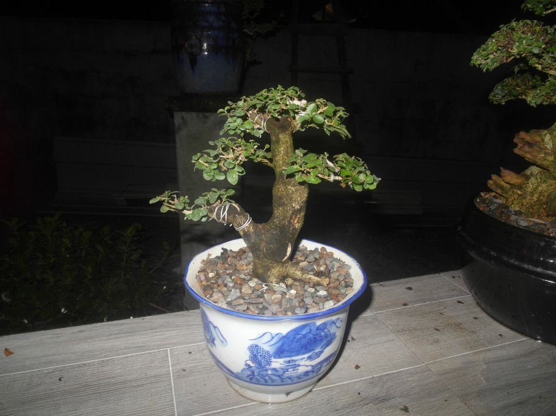 Beautiful Bonsai Tree in Decorative Pot (Category: Plants & Seeds) located in Caloocan City. Submitted by kalandrakaz-bonsai (Listing ID 1464161655, Image 2). Description: - Beautifully cultivated and styled bonsai tree. - Planted in a decorative ceramic pot with a blue and white pattern. - Features a sturdy trunk and well-formed branches. - Lush green foliage. - Perfect for home or garden display. - Ready to be showcased..