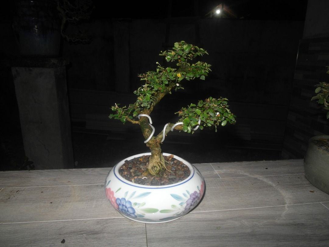 Beautiful Bonsai Tree in Decorative Pot (Category: Plants & Seeds) located in Caloocan City. Submitted by kalandrakaz-bonsai (Listing ID 1464161655, Image 3). Description: - Beautifully cultivated and styled bonsai tree. - Planted in a decorative ceramic pot with a blue and white pattern. - Features a sturdy trunk and well-formed branches. - Lush green foliage. - Perfect for home or garden display. - Ready to be showcased..