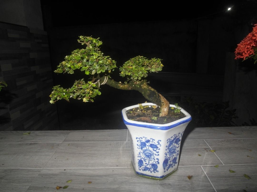 Bonsai arts (Category: Pots & Planters) located in Caloocan City. Submitted by kalandrakaz-bonsai (Listing ID 1464161101, Image 1). Description: Chinese Holly.