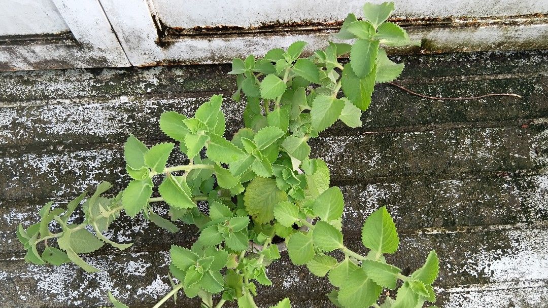 Cuban Oregano Plant (Mature) (Category: Plants & Seeds) located in Antipolo. Submitted by imperial_trader (Listing ID 1464352483, Image 2). Description: *NEGOTIABLE/OPEN TO OFFERS as well - offers will be considered until a deal is made (items are delivered to the buyer and payment is made) - auto accept price: Php 500 - at least 3 months old from rooting cuttings from another Cuban Oregano, exposed to sunlight during sunny days and rainwater dur