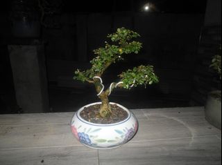 (Category: ) located in . Submitted by kalandrakaz-bonsai (Listing ID 1464162352, Image 1). Description: .
