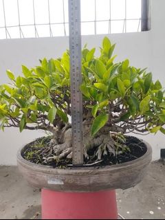 (Category: ) located in . Submitted by sindo.sg (Listing ID 1464144263, Image 1). Description: .