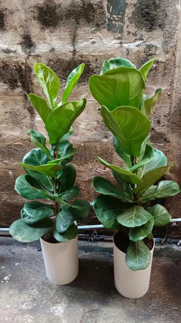 Fiddle Leaf Fig Plant in Pot (Category: Plants & Seeds) located in Manila. Submitted by crisantovelasco (Listing ID 1464156592, Image 2). Description: - Beautiful Fiddle Leaf Fig plant - Lush green leaves and healthy growth - Comes in a stylish white ribbed pot - Adds a touch of nature to any home - Easy to care for - Makes a great statement plant.