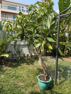 (Category: ) located in . Submitted by anika01 (Listing ID 1464193214, Image 1). Description: .