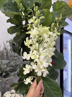 (Category: ) located in . Submitted by ys_florist (Listing ID 1464162283, Image 1). Description: .