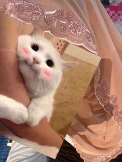 (Category: ) located in . Submitted by wawanbilah__ (Listing ID 1464333649, Image 1). Description: .