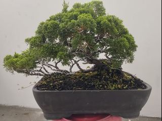 (Category: ) located in . Submitted by sindo.sg (Listing ID 1464143259, Image 1). Description: .